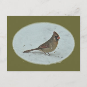 Kardinal (Cardinalis cardinalis) Weibliche Songbir Postkarte