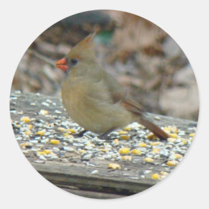 Kardinal (Cardinalis cardinalis) Weibliche Songbir Runder Aufkleber