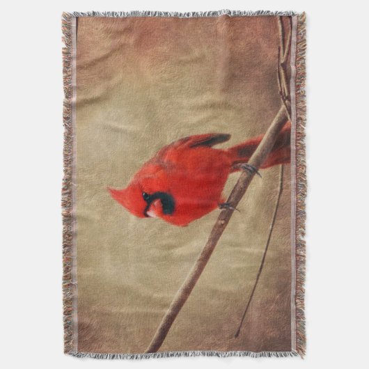 Kardinal Decke (Vorderseite Vertikal)