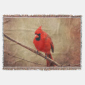 Kardinal Decke (Vorderseite)