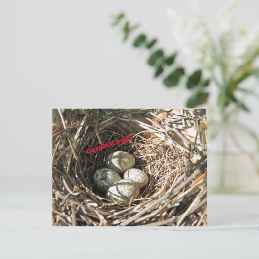 Kardinal Eier Postkarte (Stehend Vorderseite)
