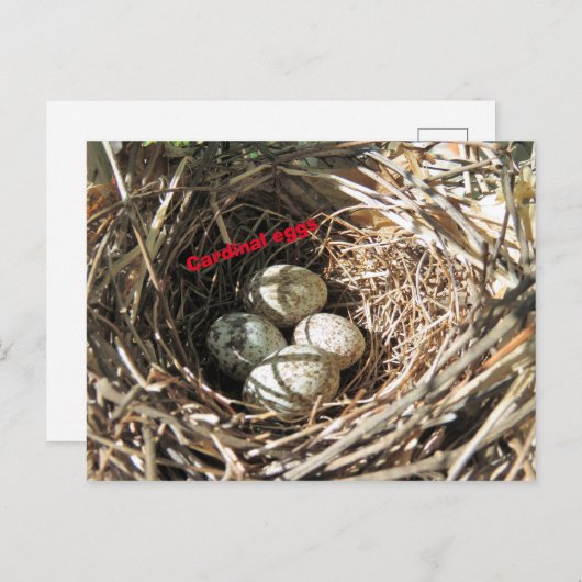 Kardinal Eier Postkarte (Vorne/Hinten)