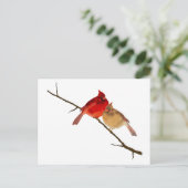 Kardinal einer Zweigniederlassung Postkarte (Stehend Vorderseite)