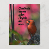 Kardinal erscheinen, wenn Engel in der Nähe sind Postkarte (Vorderseite)