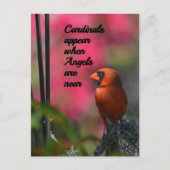 Kardinal erscheinen, wenn Engel in der Nähe sind Postkarte (Vorderseite)