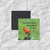 Kardinal erscheint in der Nähe von Magnet-Dekorati