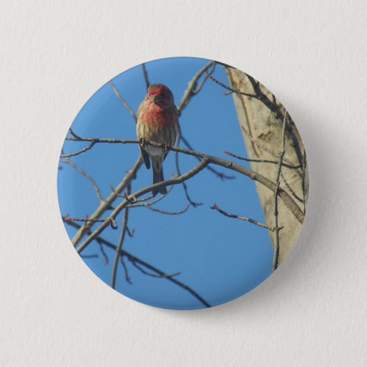 Kardinal Female/Bird Button (Vorderseite)