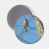 Kardinal Female/Bird Magnet (Vorderseite/Rückseite)