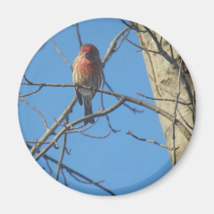 Kardinal Female/Bird Magnet