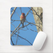 Kardinal Female/Bird Mousepad (Mit Mouse)