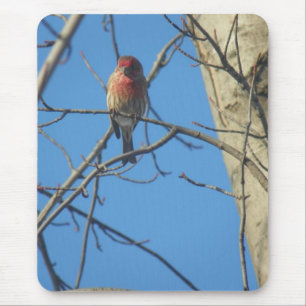 Kardinal Female/Bird Mousepad