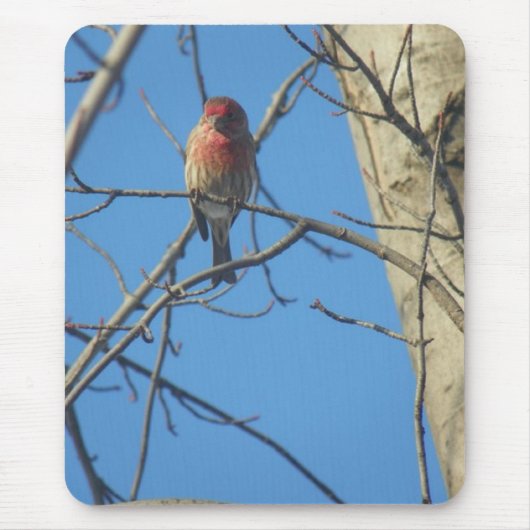 Kardinal Female/Bird Mousepad (Vorne)