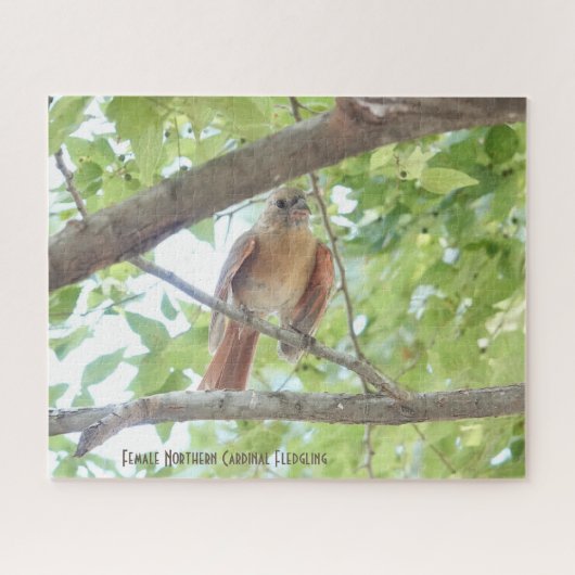Kardinal Fledgling, Vogelliebhaber Puzzle (Horizontal)