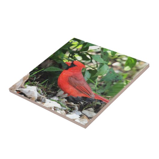 Kardinal Fliese (Seite)