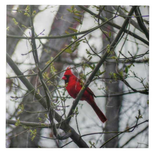 Kardinal Fliese (Vorderseite)