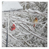 Kardinal Fliese (Vorderseite)