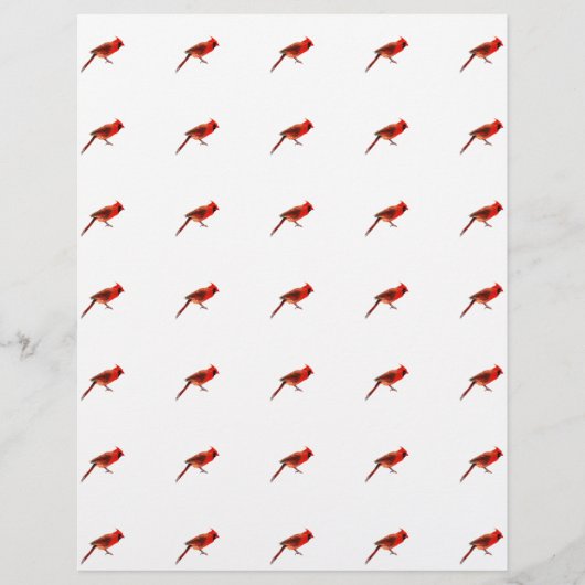 Kardinal Flyer (Vorne)