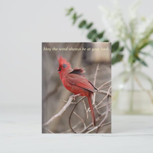 Kardinal-Förderung Postkarte (Stehend Vorderseite)