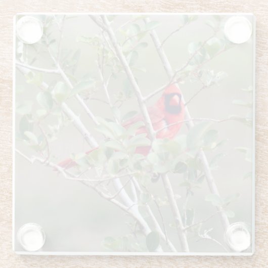 Kardinal Foto Glas Untersetzer (Rückseite)