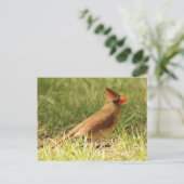 Kardinal Foto Postkarte (Stehend Vorderseite)
