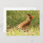 Kardinal Foto Postkarte (Vorne/Hinten)