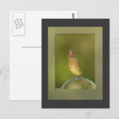 Kardinal Foto Postkarte (Vorne/Hinten)