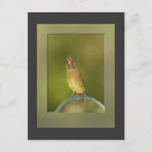 Kardinal Foto Postkarte (Vorderseite)