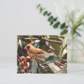 Kardinal Foto Postkarte (Stehend Vorderseite)