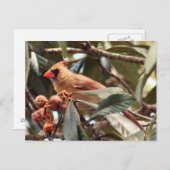 Kardinal Foto Postkarte (Vorne/Hinten)