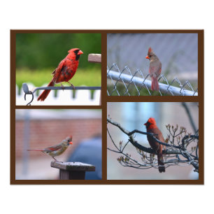 Kardinal-Fotocollage Fotodruck