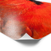 Kardinal Fotodruck (Ecke)