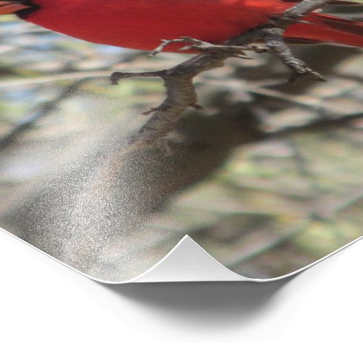 Kardinal Fotodruck (Ecke)