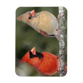 Kardinal-Fotografie mit flexiblem Bildmotiv Magnet (Vertikal)