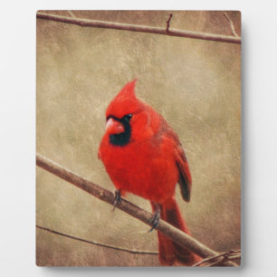 Kardinal Fotoplatte