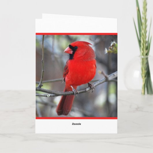 Kardinal Frohe Weihnachten (Rückseite)