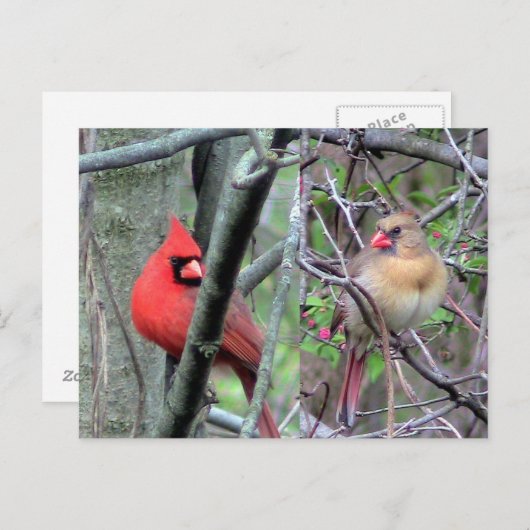 Kardinal ( Frühjahr ) Postkarte (Vorne/Hinten)