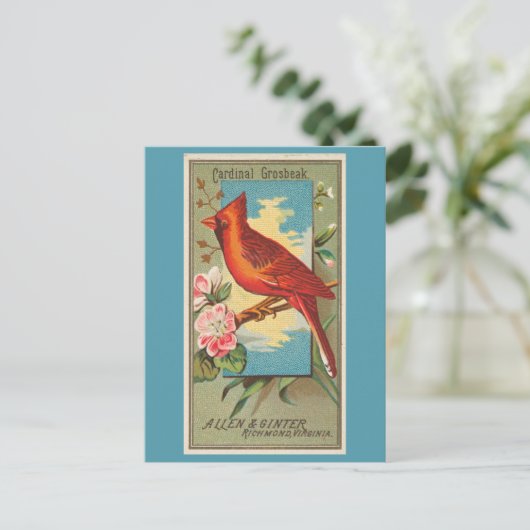Kardinal Grosbeak Postkarte (Stehend Vorderseite)