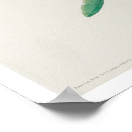 Kardinal Grosbeak von Audubon Poster (Ecke)