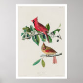 Kardinal Grosbeak von Audubon Poster (Vorne)