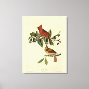 Kardinal Grosbeak von Audubons Vögeln von Amerika Leinwanddruck