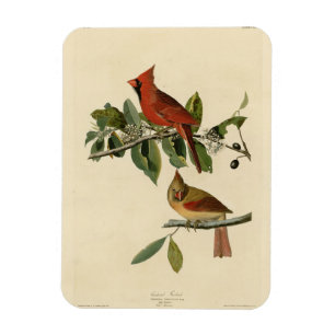 Kardinal Grosbeak von Audubons Vögeln von Amerika Magnet