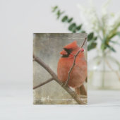 Kardinal Grunge Postkarte (Stehend Vorderseite)