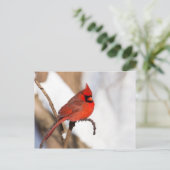 Kardinal II Postkarte (Stehend Vorderseite)