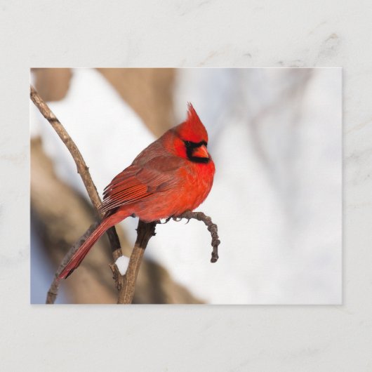 Kardinal II Postkarte (Vorderseite)