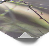 Kardinal im Foto Tree Poster (Ecke)