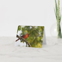 Kardinal im Frühjahr FL