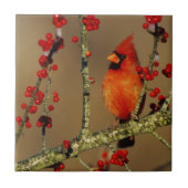 Kardinal im Norden, IL Fliese (Vorderseite)