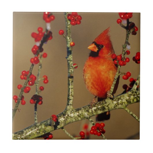 Kardinal im Norden, IL Fliese (Vorderseite)