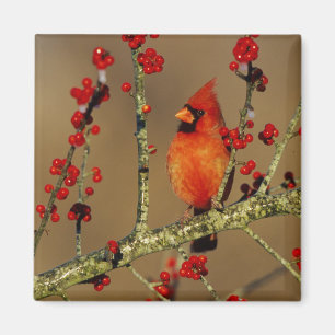 Kardinal im Norden, IL Magnet