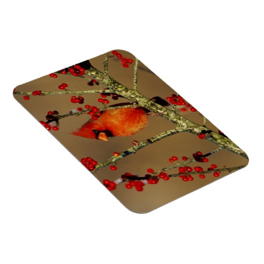 Kardinal im Norden, IL Magnet (Rechte Seite)